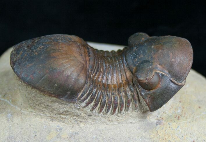 Paralejurus Trilobite - Beautiful Preservation #5384